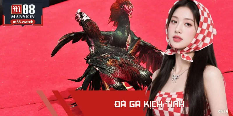 Đá gà kịch tính, sống động và chân thật từng giây